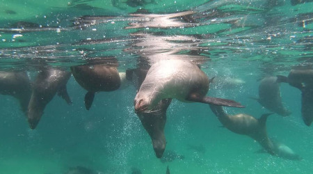 Seal Snorkelling Adventure